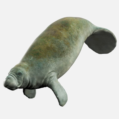 Manatee Rigged by CGZen