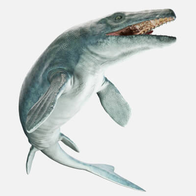 Mosasaurus hoffmannii