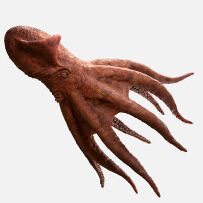 Nanaimoteuthis - Prehistoric Giant Octopus