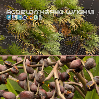 Acoelorrhaphe Wrightii