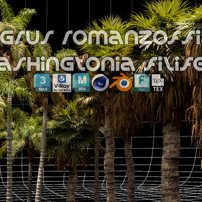 Syagrus Romanzoffiana and Washingtonia Filifera