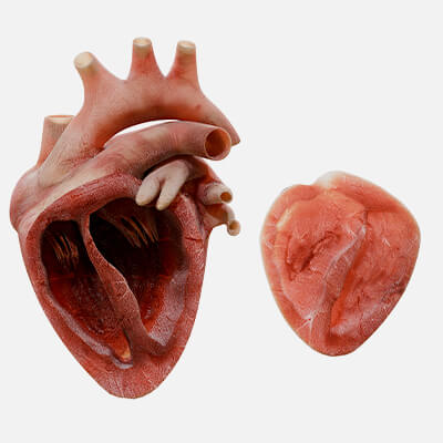 Human Heart Anatomy Medical 3D Model