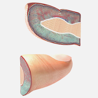 Human Nail Anatomy