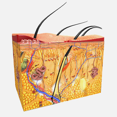 Human Skin Anatomy