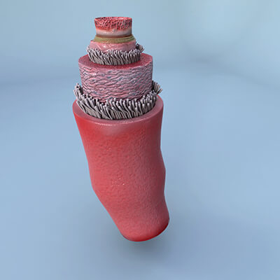 Structure of a Normal Heart Artery