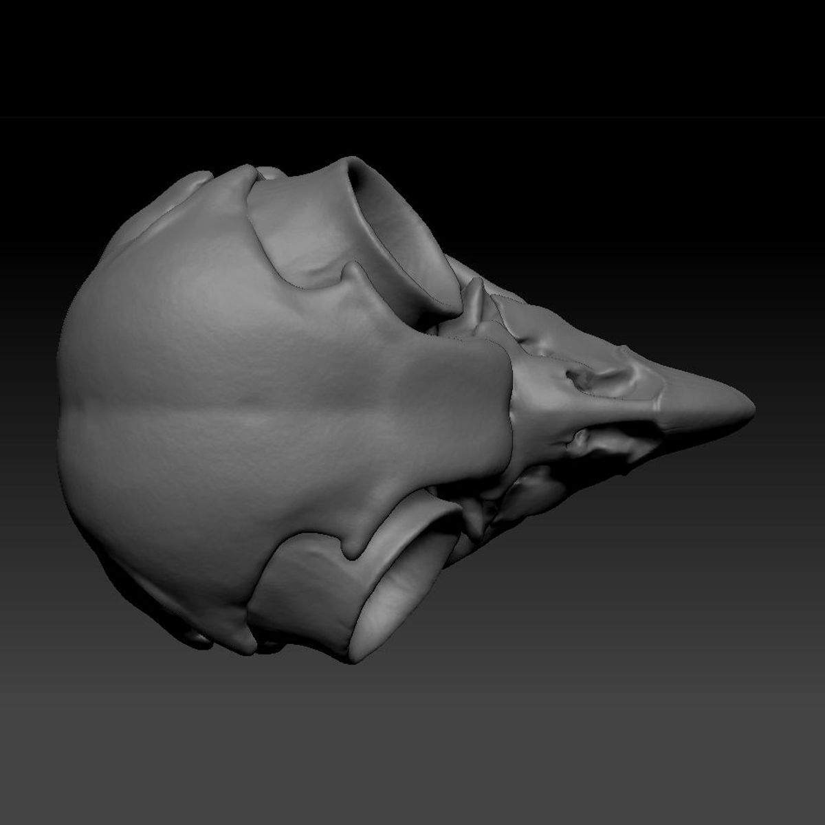 Owl Skull Print Ready 3D Model