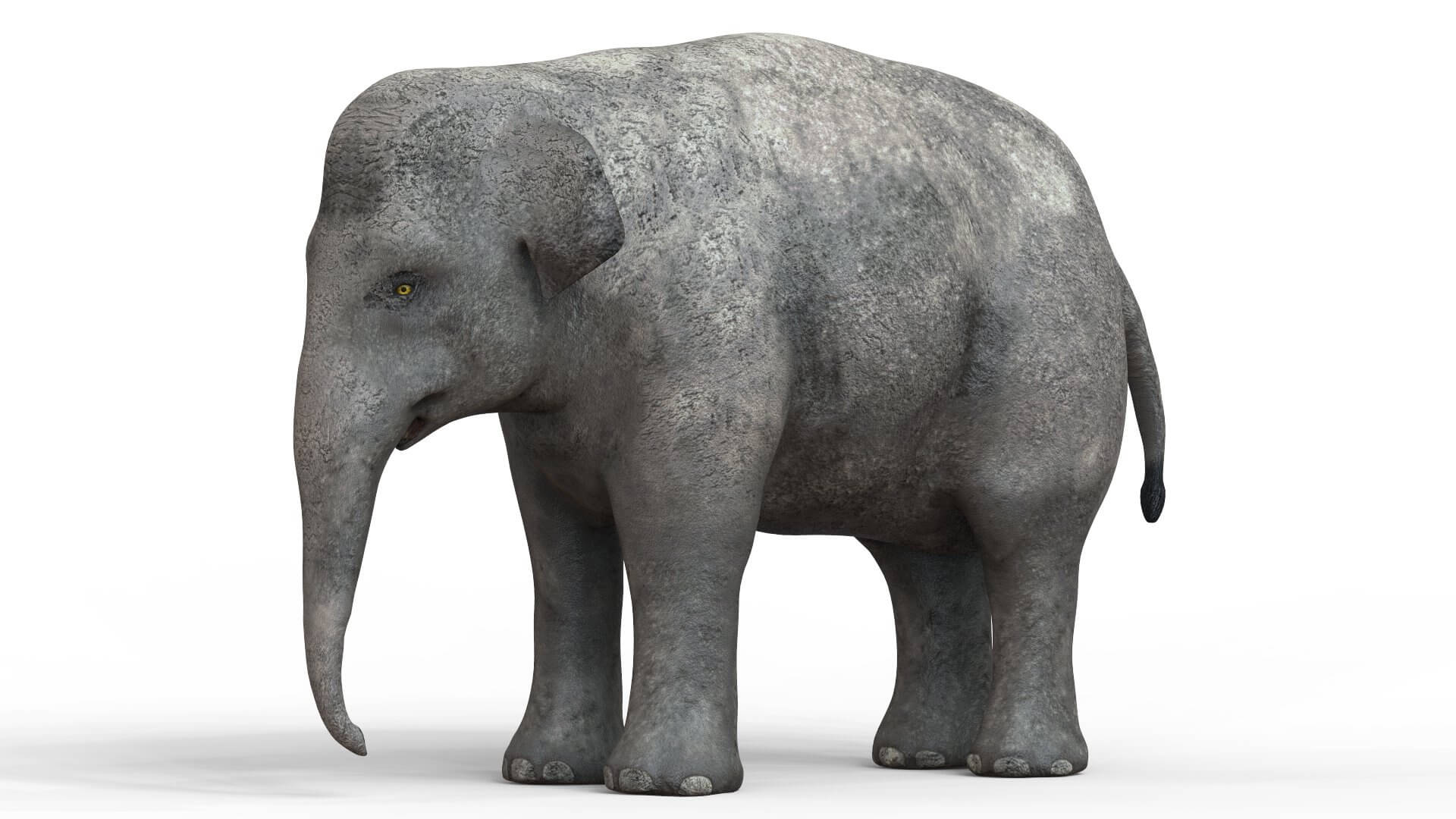 Baby Elephant 3d Model