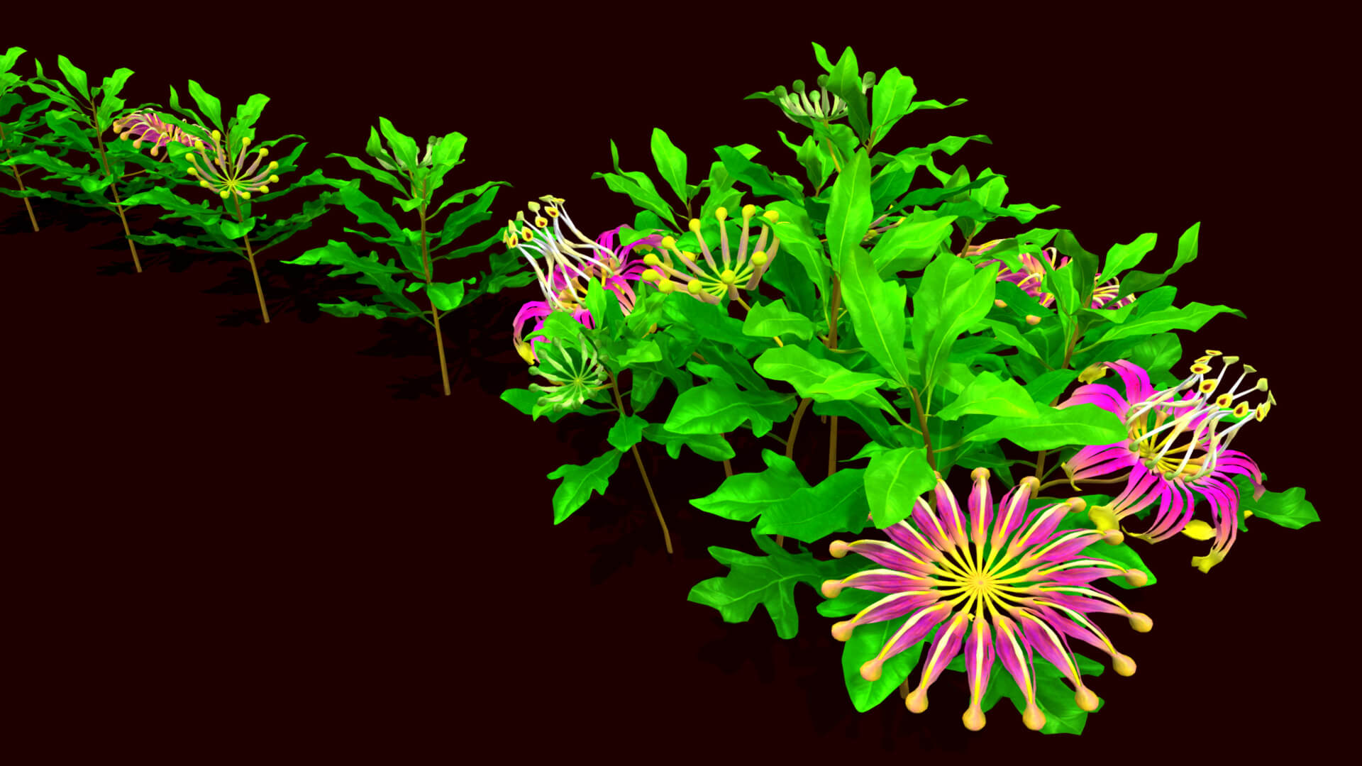Flower Firewheel Tree 3D Model by cuongvc