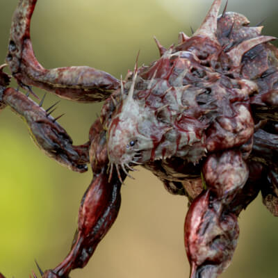 Drain Deimos Female Creature