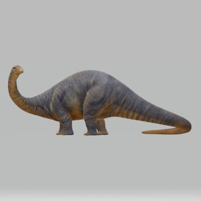 Apatosaurus Dinosaur