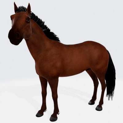 Brown Horse Animal