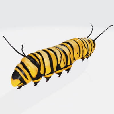 Caterpillar Insect