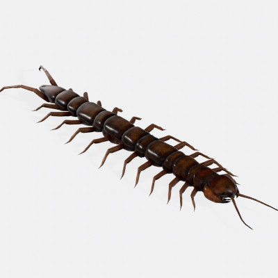 Centipede Insect Sculptures