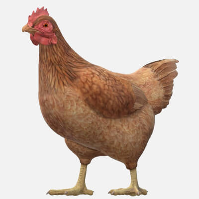 Chicken Sculptures