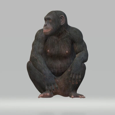 Chimpanzee