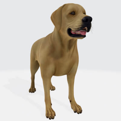 Labrador Retriever Dog 3D Model Ready to Print