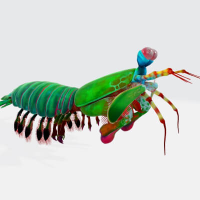 Mantis Shrimp 3D Model Ready to Print