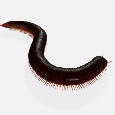 Millipede Insect