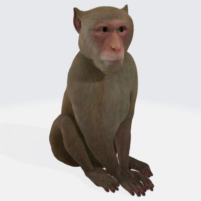 Monkey Mammal Animal