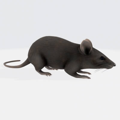 Mouse Animals