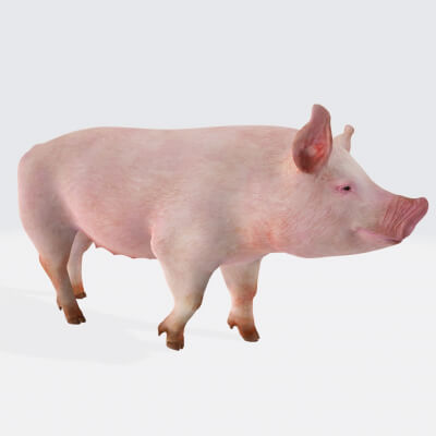 Pink Pig Animal Character