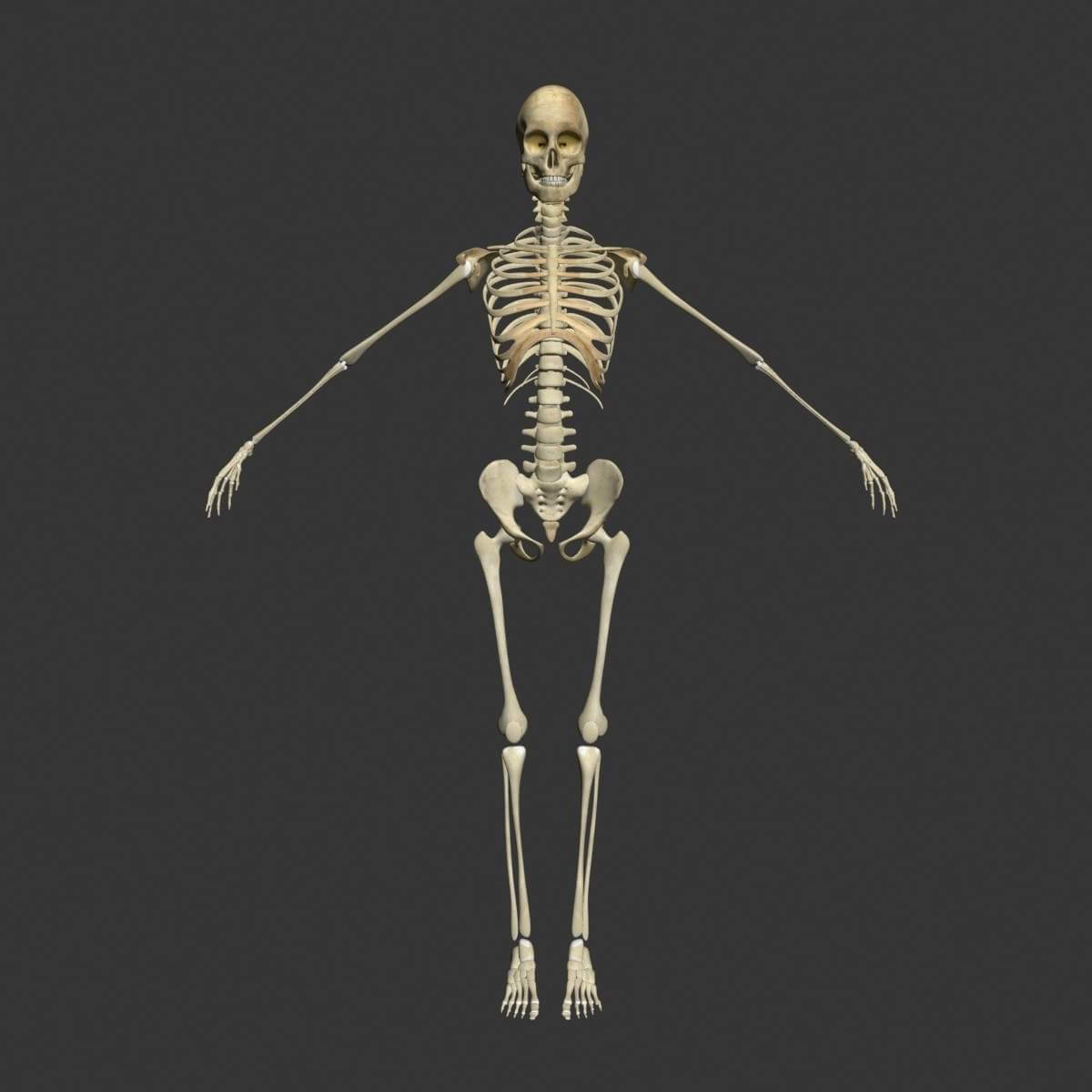 Скелет ребенка и взрослого человека. Скелет взрослого человека. Анатомическая модель "человеческого скелета " 45 см. Кости человека. Скелет.