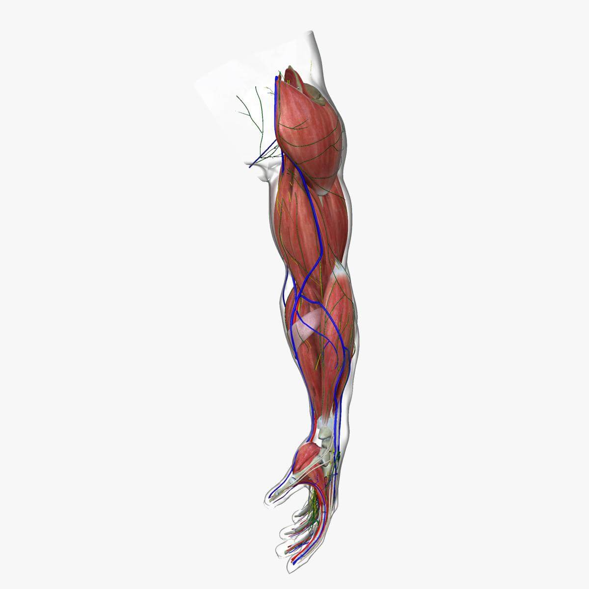 Complete Male Arm Anatomy - 3D Model by dcbittorf