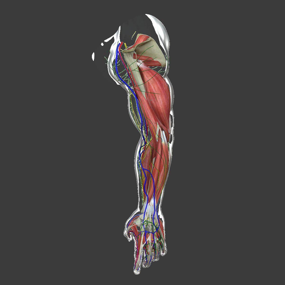 Complete Male Arm Anatomy 3D Model