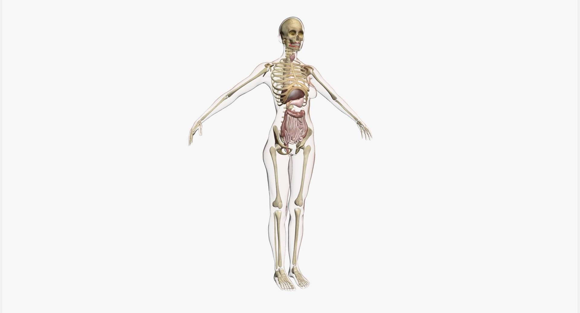 Female Full Body Anatomy 3D Model