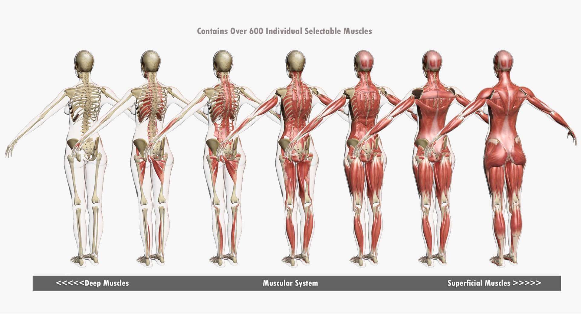 Female Muscle Anatomy Female Anatomy Body Parts Their Functions Female Muscle Anatomy Female Anatomy Body Parts Their Functions