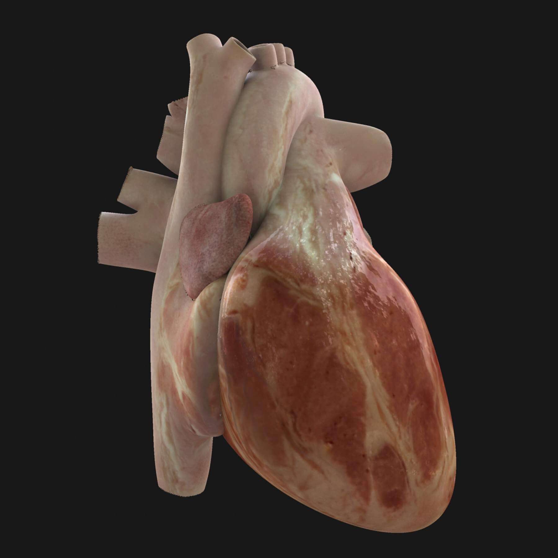 Female Torso Anatomy 3D Model