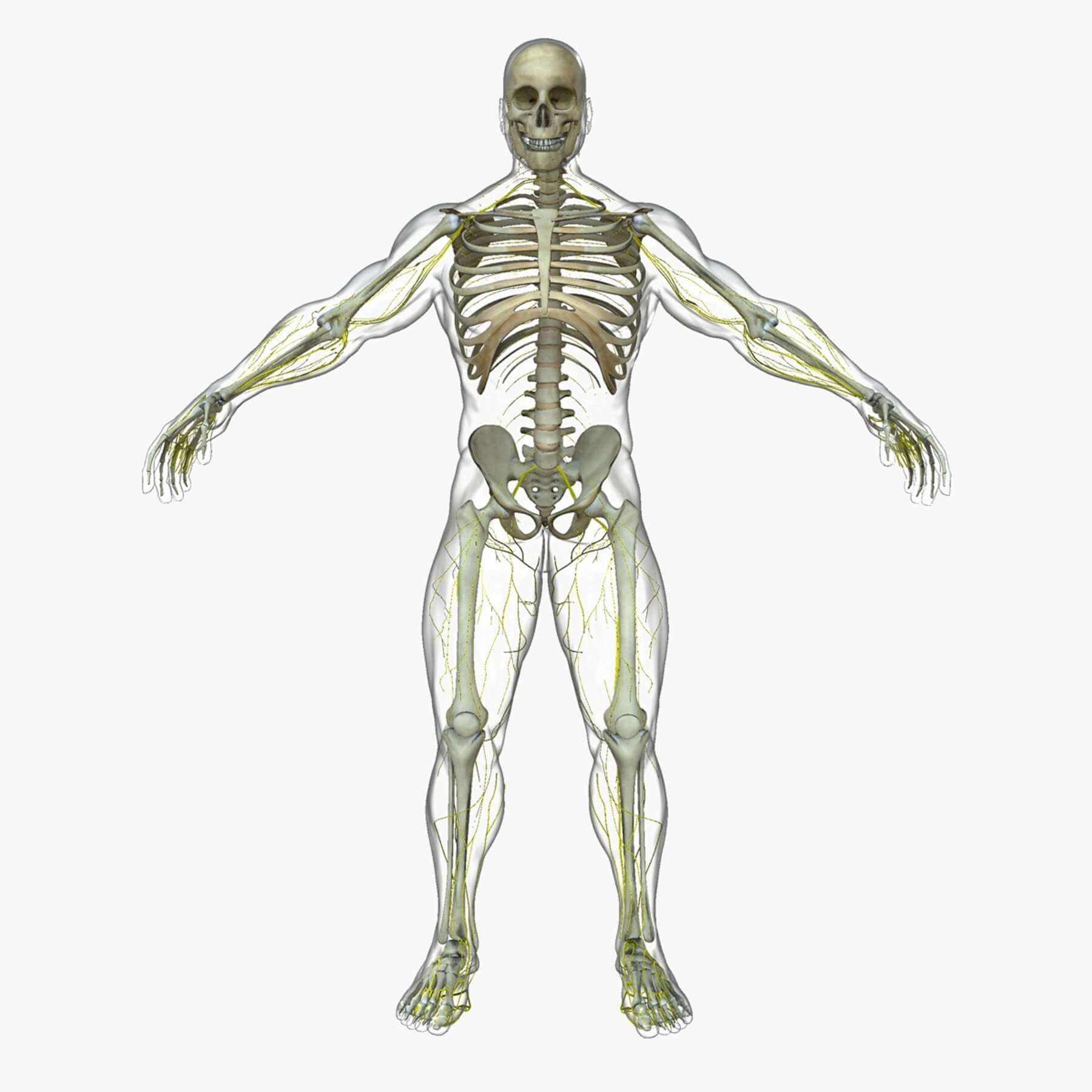 Функции скелета схема. Скелет организации. Скелет туловища человека с названием костей. Скелет 3д анатомия. Скелет.