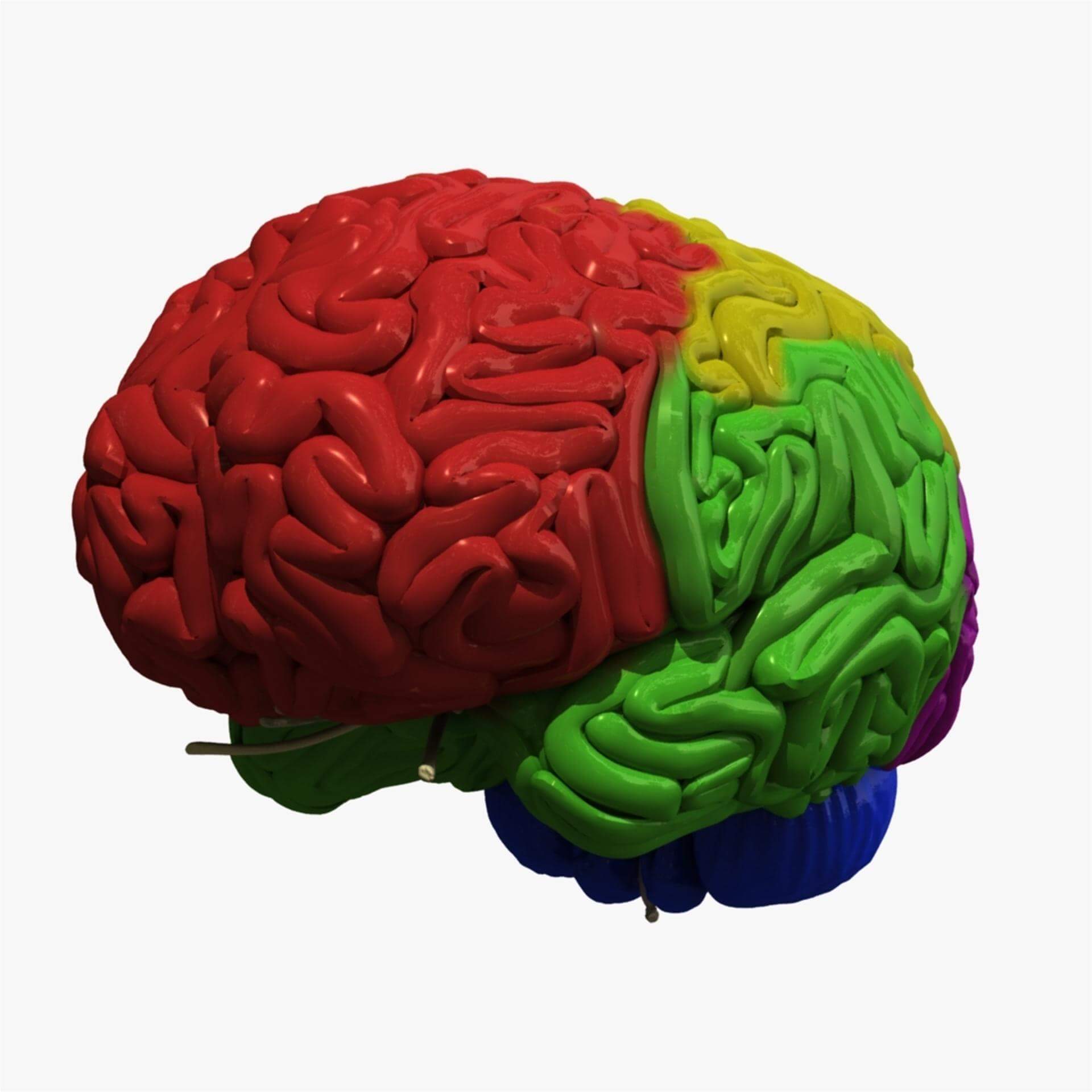 3D Brain Map Brain Explorer Allen Brain Atlas Human Brain SCPAG