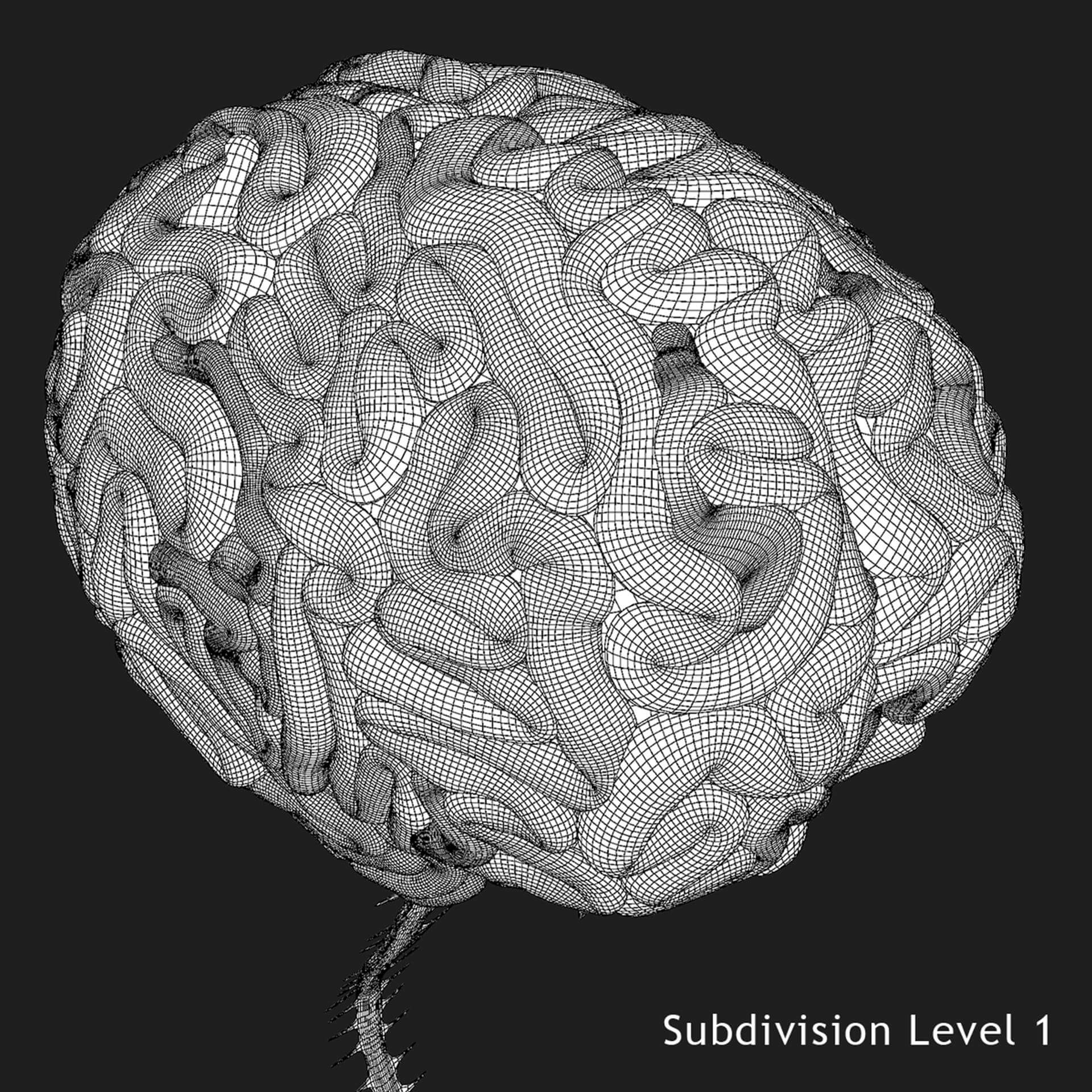 Human Brain Regions - 3D Model by dcbittorf