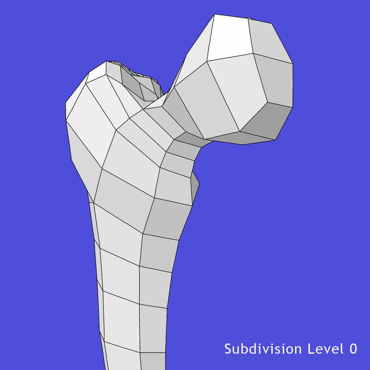 Human Skeleton Legs 3D Model