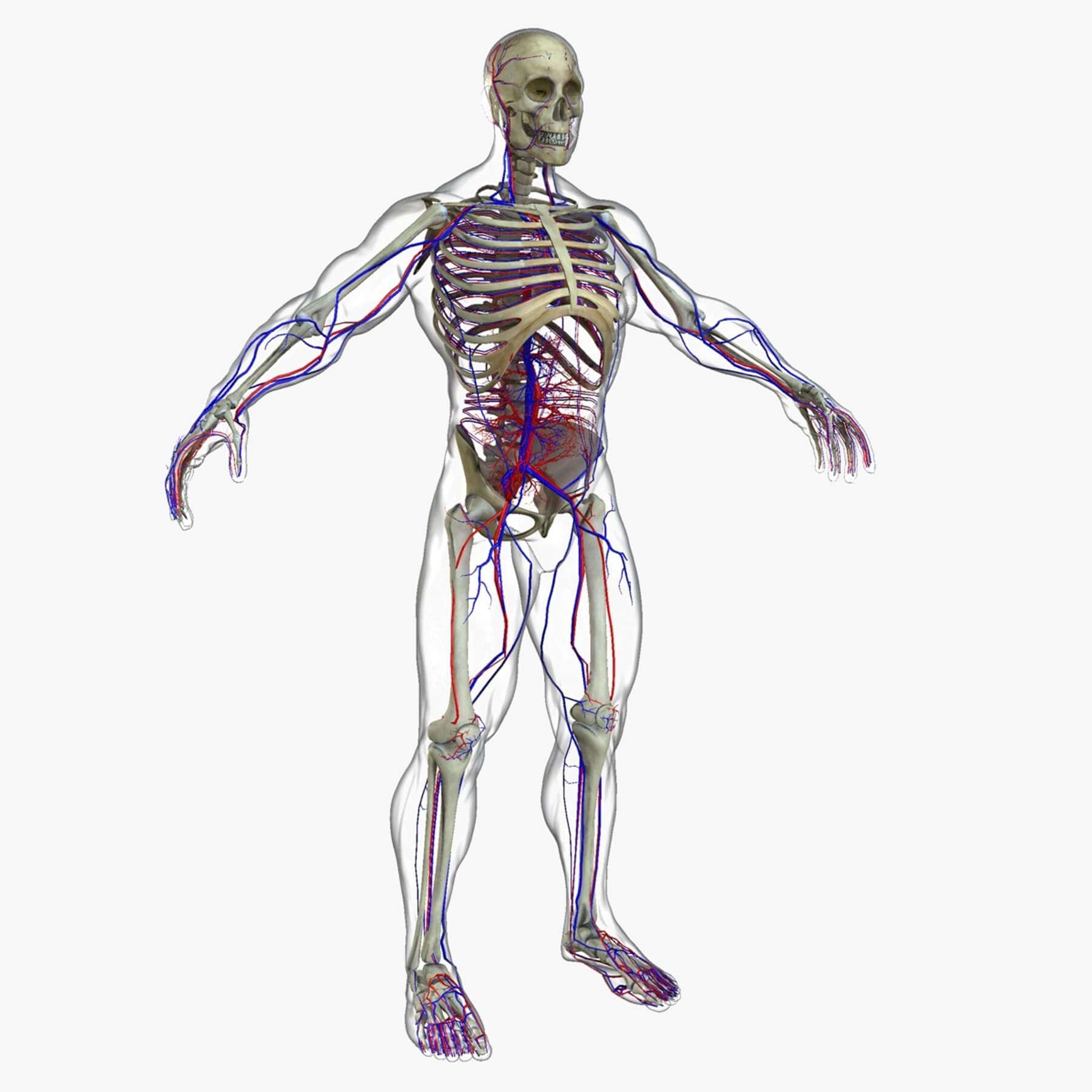 Male Full Body Anatomy 3D Model