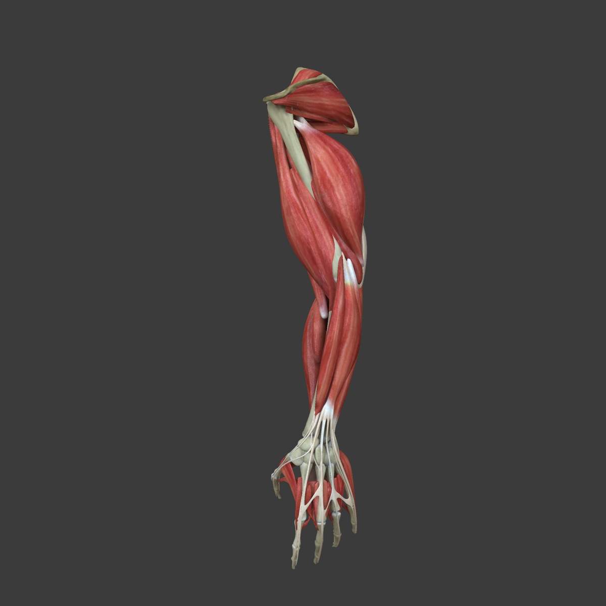 Muscles of the Human Arm 3D Model by dcbittorf
