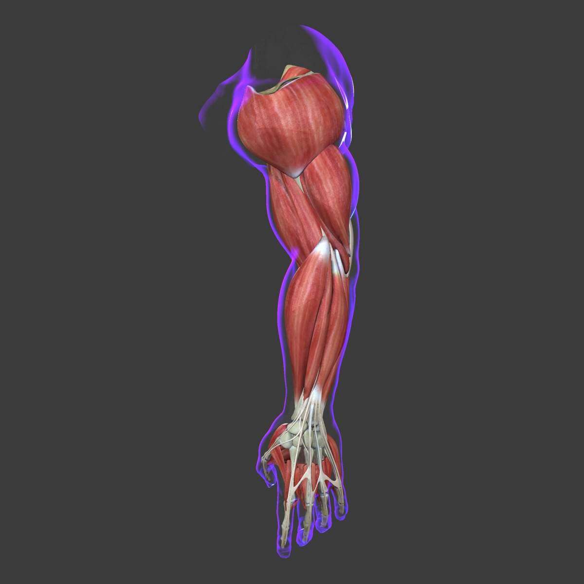 Muscles of the Human Arm - 3D Model by dcbittorf
