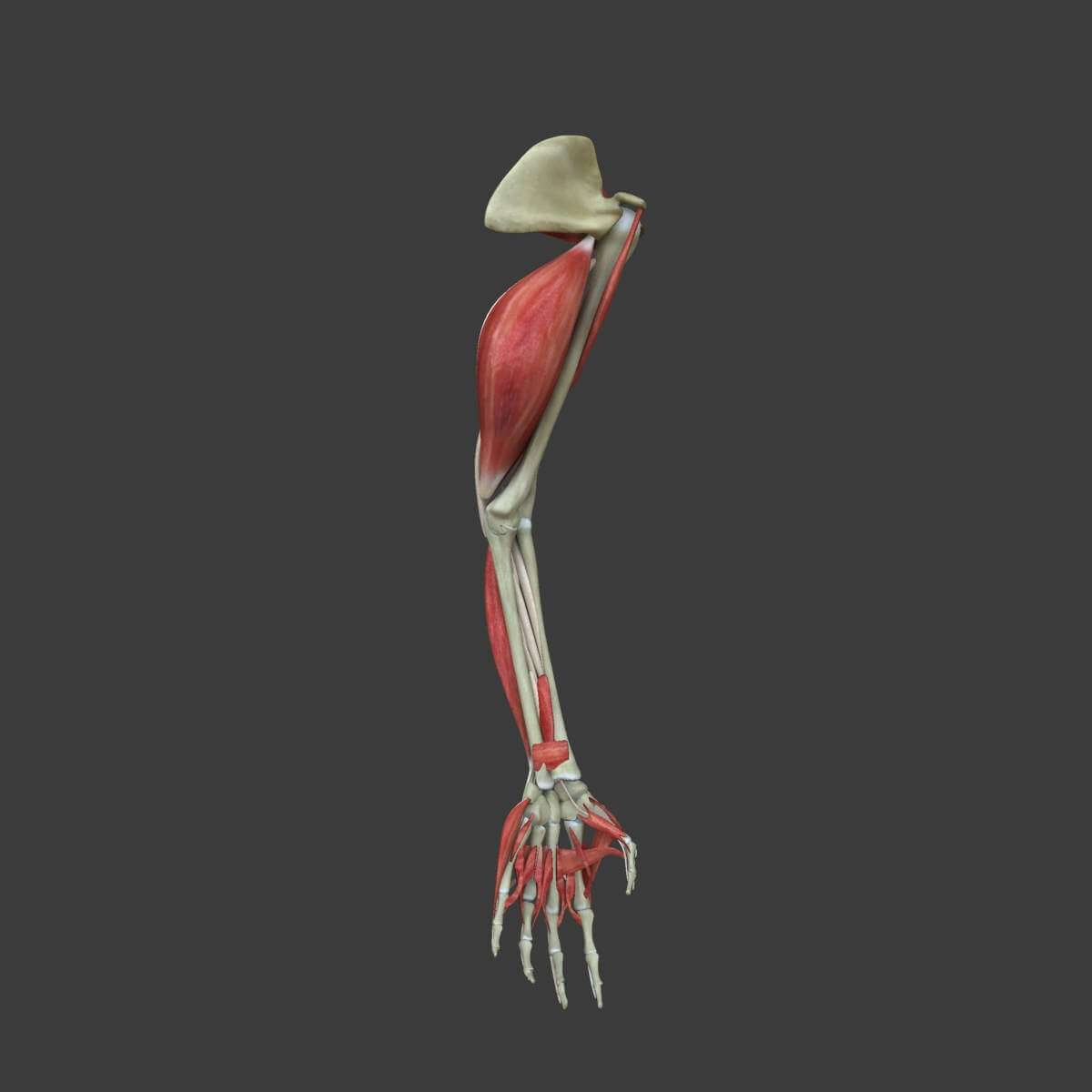 Muscles of the Human Arm 3D Model by dcbittorf