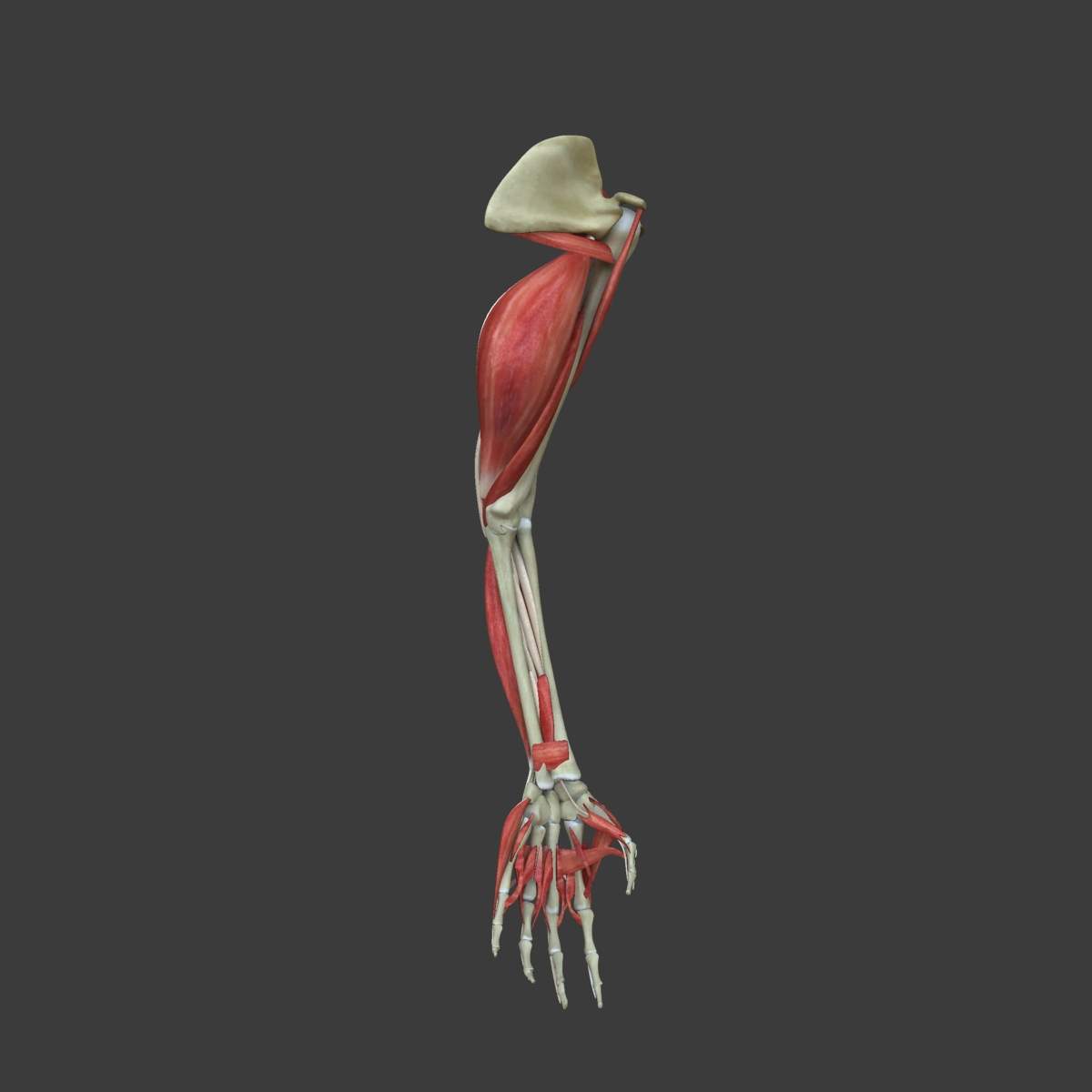 Muscles of the Human Arm 3D Model by dcbittorf