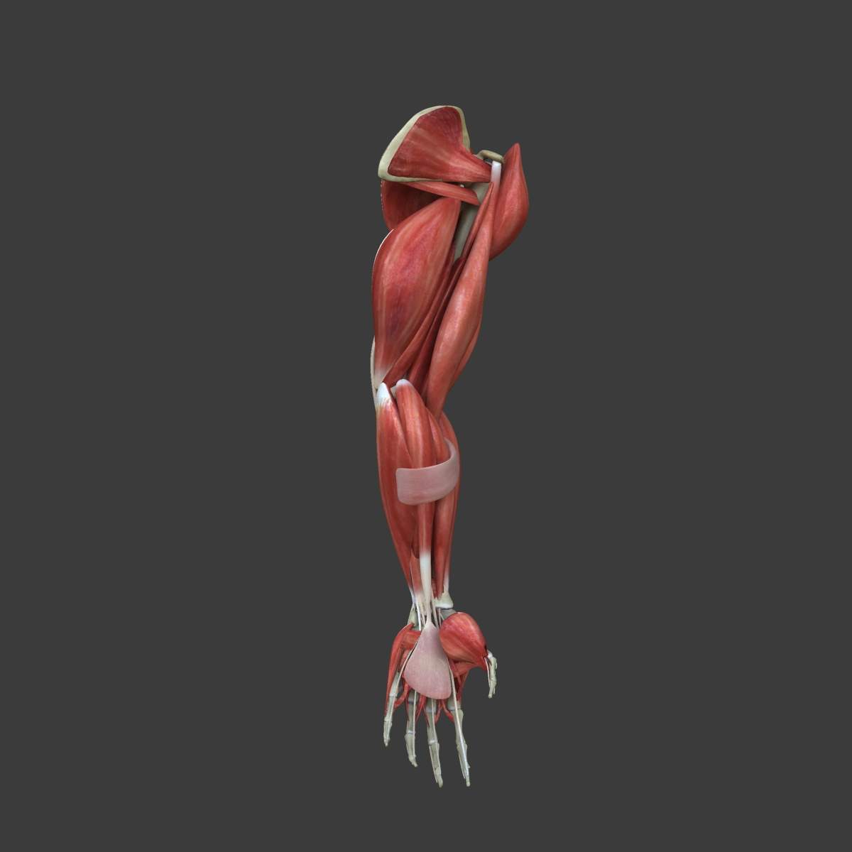 Muscles of the Human Arm - 3D Model by dcbittorf