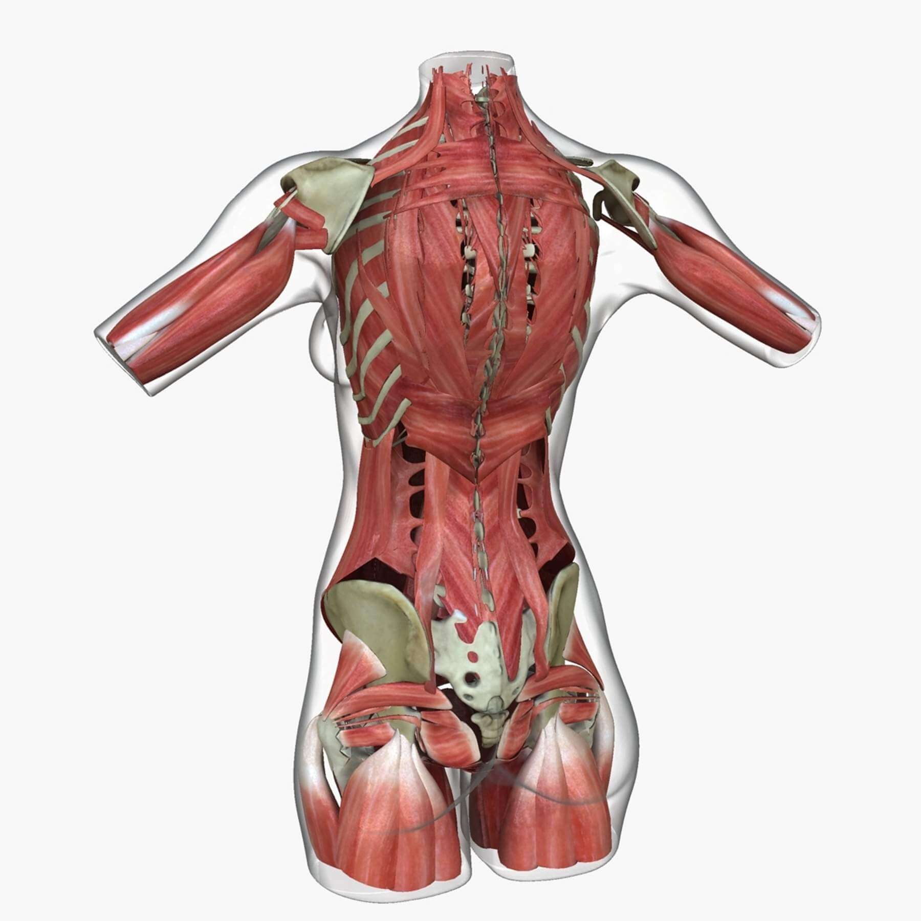female torso anatomy reference