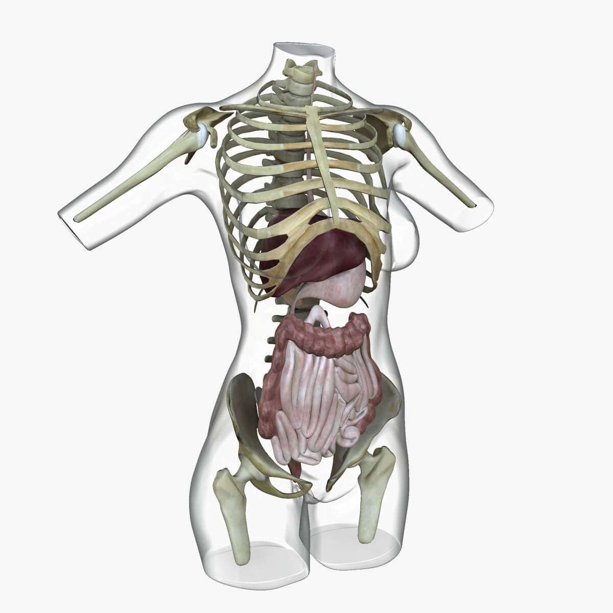 Ultimate Complete Female Torso Anatomy 3D Model