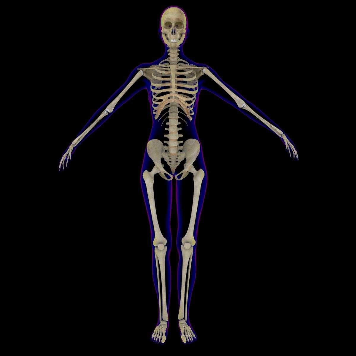 XRay Female Skeleton 3D Model by dcbittorf