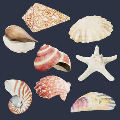 Shell Rendering Shells 01a - 3D Model by Dekogon Studios