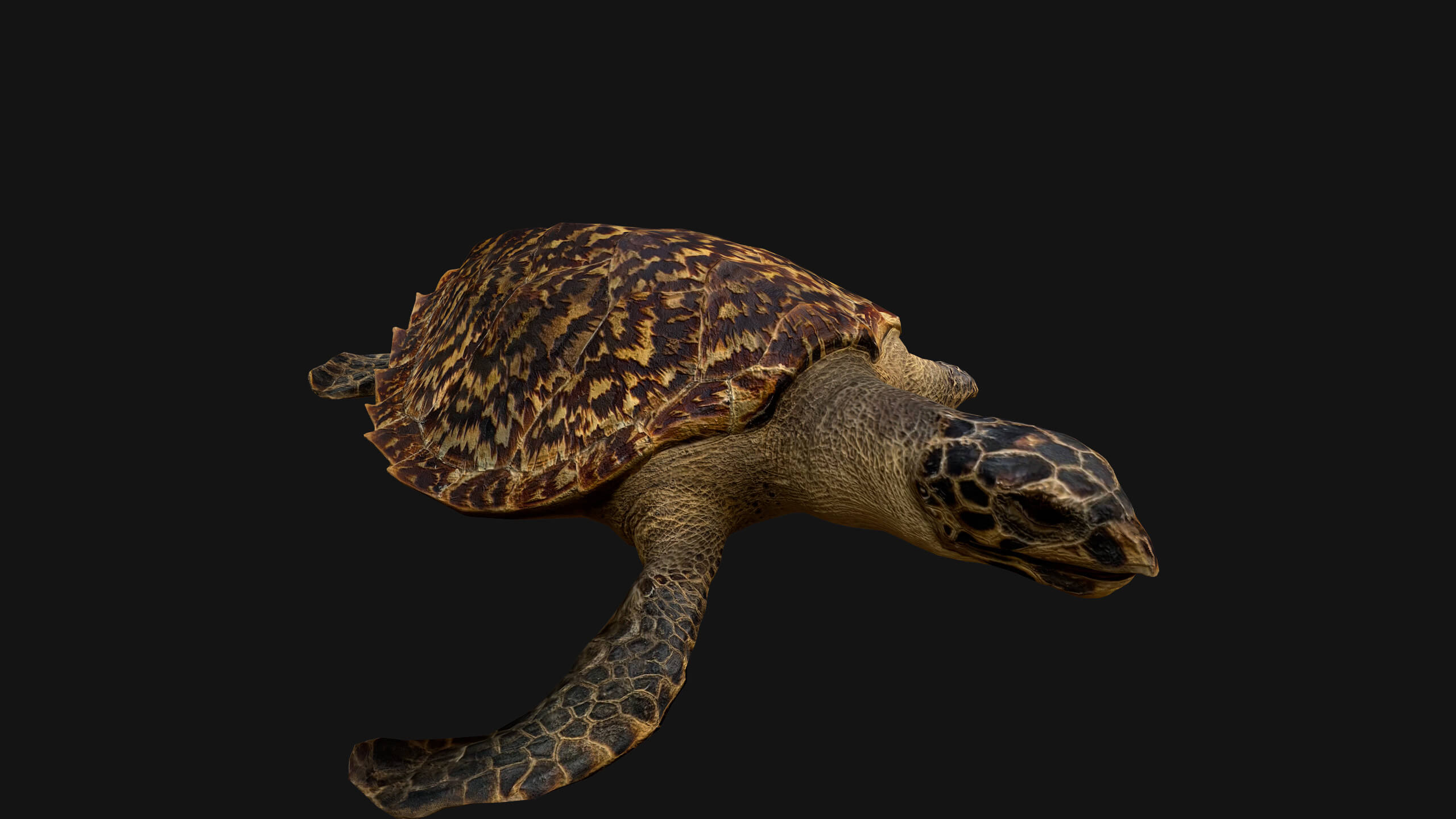 Turtle Reptile Animated - 3D Model by Dereza