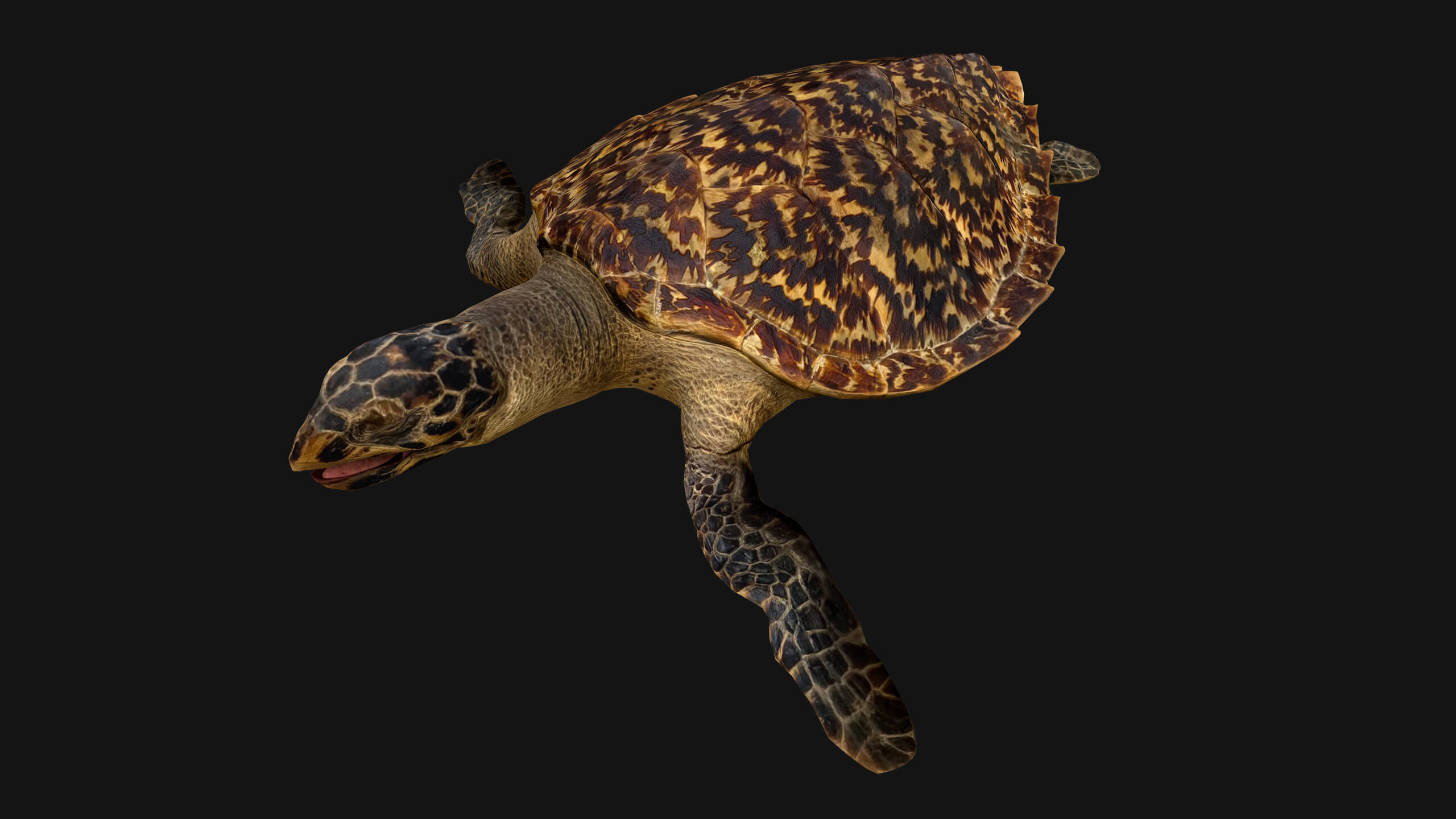 Turtle Reptile Animated - 3D Model by Dereza