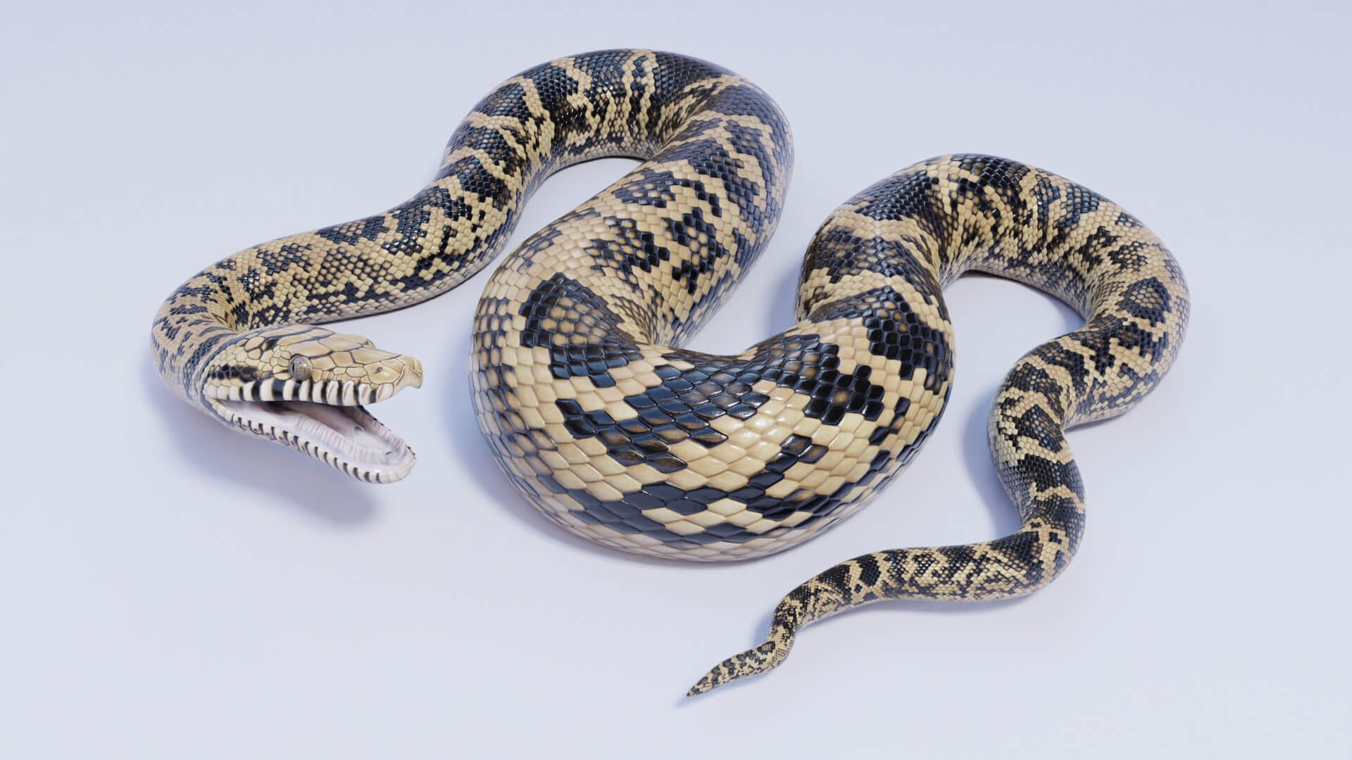 Animated Scrub Python - 3D Model by Dibia Digital