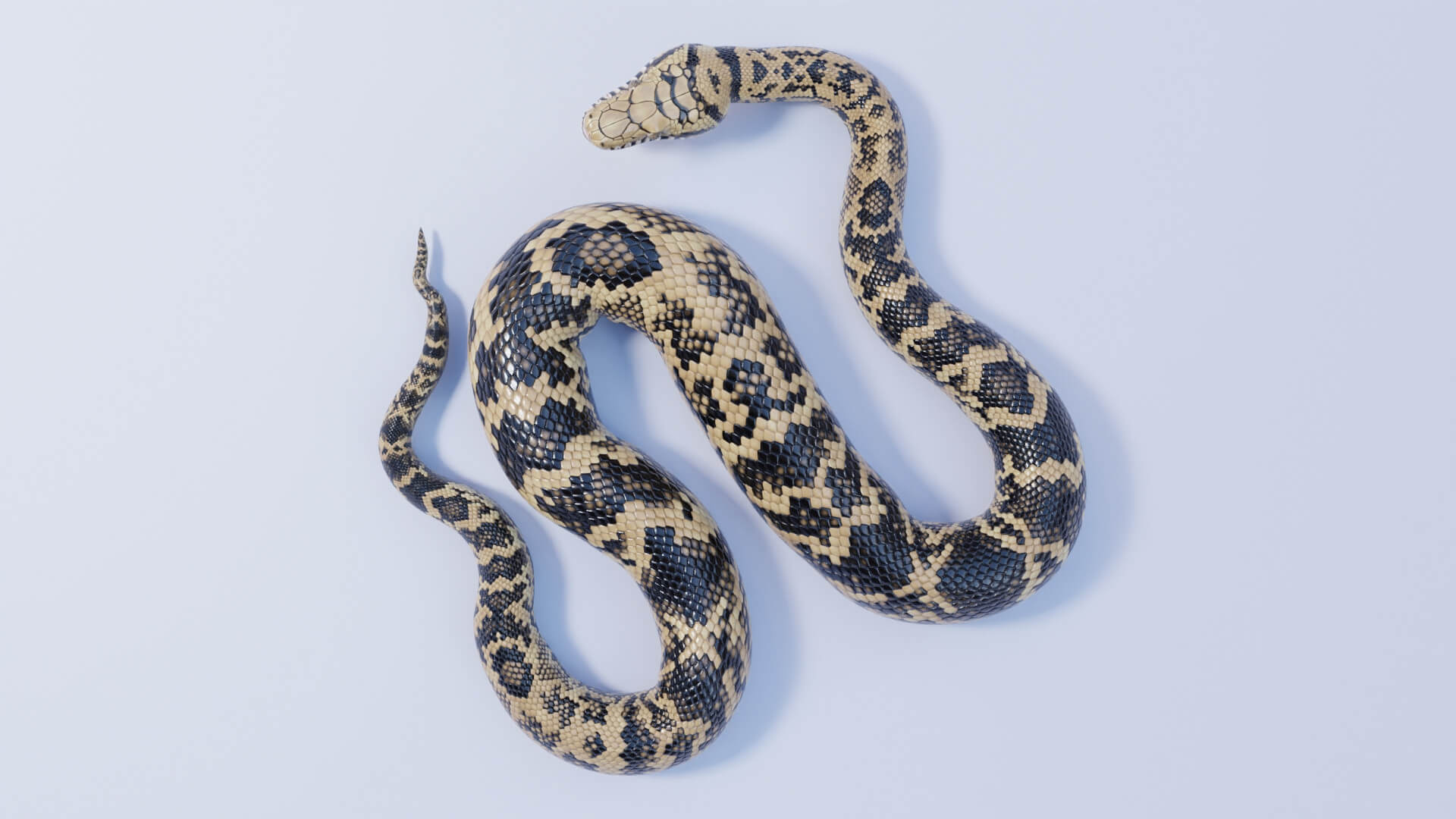 Animated Scrub Python - 3D Model by Dibia Digital