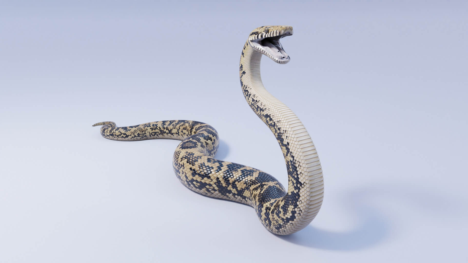 Animated Scrub Python - 3D Model by Dibia Digital